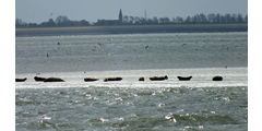  Segelrüstzeit auf dem Ijsselmeer (Foto: Marcella Jakobi)